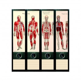 Samolepky na šanony Anatomie